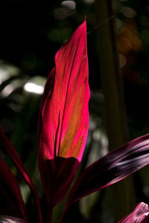 Close-up of Ti Plant Leaf