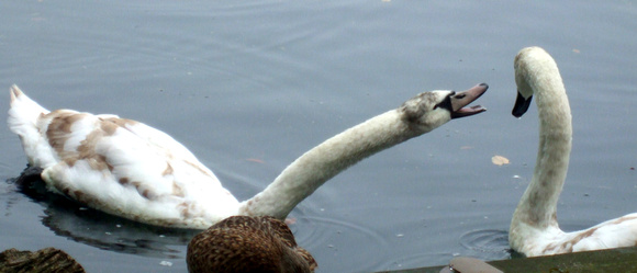 Swans Talking Myrtle Beach
