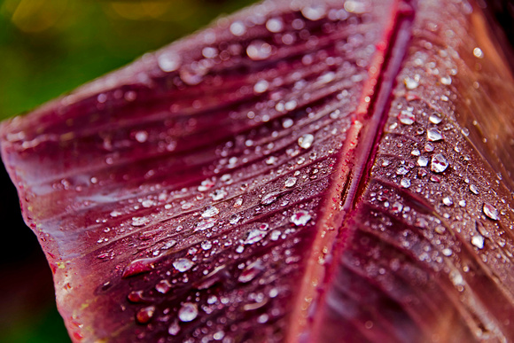 Close-up of Red Leaf with Water Droplets