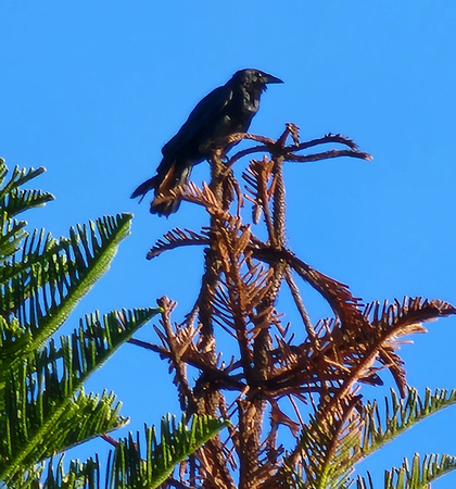 Cowbird in Norfolk Pine