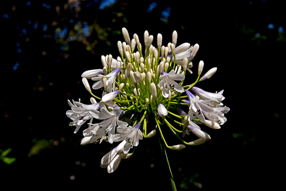 Agapanthus - often called Lily of the Nile