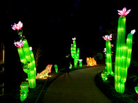 Asian Lights Cent FL Zoo 2022