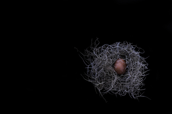 Kiwi Nest