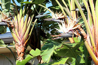 Eco Tour to St. Johns River 4/2025