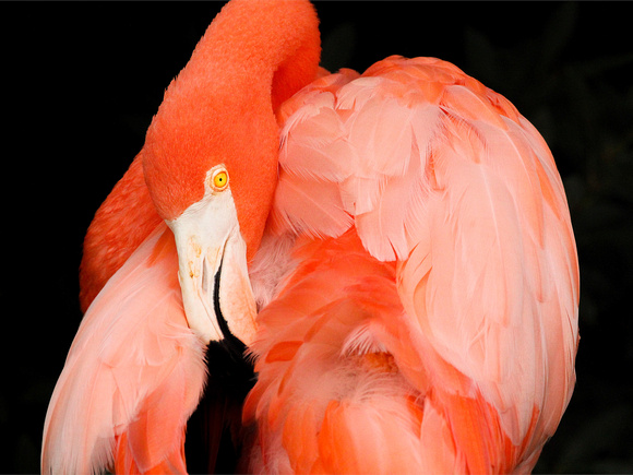 "Caribbean Flamingo" by Margie Sloane