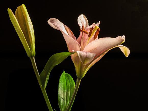 "Portrait of a Lily" by Susan Prine Pierce