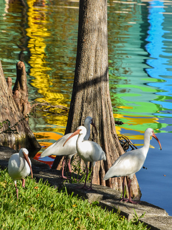 Orlando November 2017